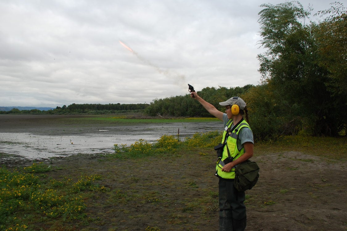 Successful Waterfowl Diversion Ends At Smith And Bybee Wetlands | Metro